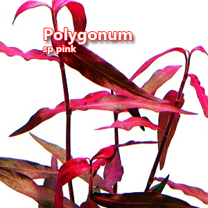 Polygonum sp pink